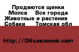 Продаются щенки Мопса. - Все города Животные и растения » Собаки   . Томская обл.